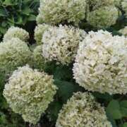 ヒメ日記 2025/12/03 23:28 投稿 萩原ふみえ お姉さんLABO -艶-