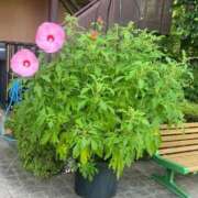 ヒメ日記 2025/10/22 15:13 投稿 まり 熟女の風俗最終章 立川店