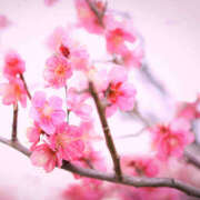 ヒメ日記 2025/02/01 04:10 投稿 みれい★ 恵里亜(エリア)