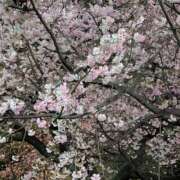 ヒメ日記 2025/03/21 01:05 投稿 みれい★ 恵里亜(エリア)