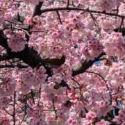 ヒメ日記 2025/04/01 02:38 投稿 みれい★ 恵里亜(エリア)