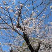 ヒメ日記 2025/04/04 17:23 投稿 みれい★ 恵里亜(エリア)