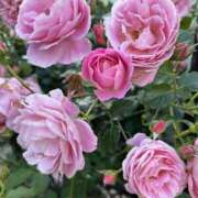 ヒメ日記 2025/05/16 02:28 投稿 みれい★ 恵里亜(エリア)