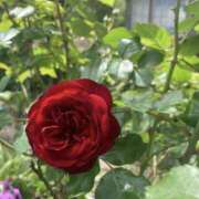 ヒメ日記 2025/05/23 02:30 投稿 みれい★ 恵里亜(エリア)