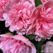 ヒメ日記 2025/05/25 03:07 投稿 みれい★ 恵里亜(エリア)