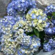 ヒメ日記 2025/06/01 13:26 投稿 みれい★ 恵里亜(エリア)