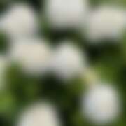 ヒメ日記 2025/06/09 20:12 投稿 みれい★ 恵里亜(エリア)