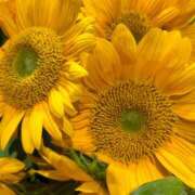 ヒメ日記 2025/08/05 04:08 投稿 みれい★ 恵里亜(エリア)