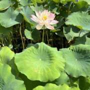 ヒメ日記 2025/08/09 16:52 投稿 みれい★ 恵里亜(エリア)