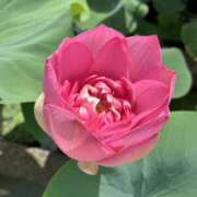 ヒメ日記 2025/08/16 14:28 投稿 みれい★ 恵里亜(エリア)