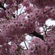 ヒメ日記 2025/03/14 17:28 投稿 青山りん ワイフコレクション