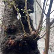 ヒメ日記 2025/03/31 13:43 投稿 青山りん ワイフコレクション