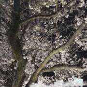 ヒメ日記 2025/04/06 12:58 投稿 あいら One More奥様　厚木店