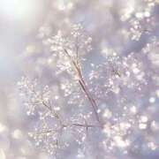 ヒメ日記 2024/12/27 14:39 投稿 ユラ ルパン