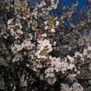 ヒメ日記 2025/04/12 01:04 投稿 ユラ ルパン