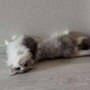 ヒメ日記 2025/06/09 19:47 投稿 ユラ ルパン