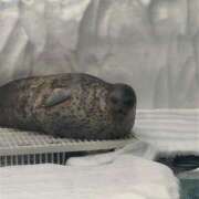 ヒメ日記 2025/06/16 10:54 投稿 ユラ ルパン