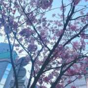 ヒメ日記 2025/04/05 06:15 投稿 さや☆ CLUB PIAA