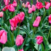 ヒメ日記 2025/04/21 12:00 投稿 奈来（なこ） 女々艶 厚木店