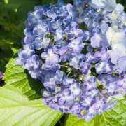 ヒメ日記 2025/05/31 13:36 投稿 奈来（なこ） 女々艶 厚木店