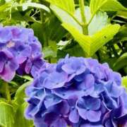 ヒメ日記 2025/06/09 16:32 投稿 奈来（なこ） 女々艶 厚木店