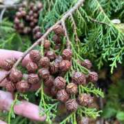 ヒメ日記 2024/12/15 11:36 投稿 かよ 吉原ファーストレディ