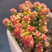 ヒメ日記 2024/12/30 19:26 投稿 かよ 吉原ファーストレディ