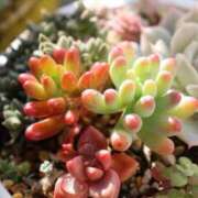 ヒメ日記 2024/12/31 16:19 投稿 かよ 吉原ファーストレディ