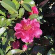 ヒメ日記 2025/01/03 10:08 投稿 かよ 吉原ファーストレディ