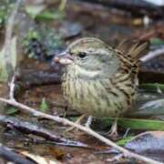ヒメ日記 2025/01/09 18:36 投稿 かよ 吉原ファーストレディ