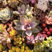 ヒメ日記 2025/01/09 21:16 投稿 かよ 吉原ファーストレディ