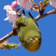 ヒメ日記 2025/01/13 19:06 投稿 かよ 吉原ファーストレディ