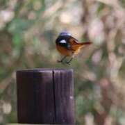 ヒメ日記 2025/01/14 21:21 投稿 かよ 吉原ファーストレディ