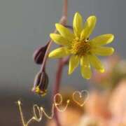 ヒメ日記 2025/01/21 16:18 投稿 かよ 吉原ファーストレディ