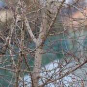 ヒメ日記 2025/01/23 20:56 投稿 かよ 吉原ファーストレディ