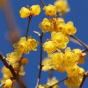 ヒメ日記 2025/01/23 22:26 投稿 かよ 吉原ファーストレディ