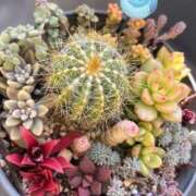 ヒメ日記 2025/01/26 14:36 投稿 かよ 吉原ファーストレディ