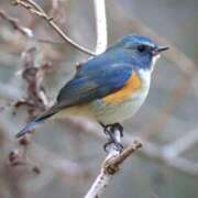 ヒメ日記 2025/02/04 08:37 投稿 かよ 吉原ファーストレディ