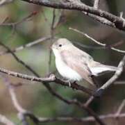 ヒメ日記 2025/02/08 18:26 投稿 かよ 吉原ファーストレディ