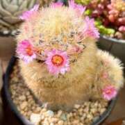 ヒメ日記 2025/02/09 15:36 投稿 かよ 吉原ファーストレディ