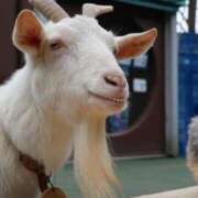 ヒメ日記 2025/02/10 08:46 投稿 かよ 吉原ファーストレディ