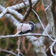 ヒメ日記 2025/02/10 23:07 投稿 かよ 吉原ファーストレディ