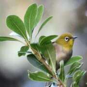 ヒメ日記 2025/02/11 20:56 投稿 かよ 吉原ファーストレディ