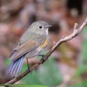 ヒメ日記 2025/02/12 09:06 投稿 かよ 吉原ファーストレディ