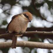 ヒメ日記 2025/02/12 12:28 投稿 かよ 吉原ファーストレディ