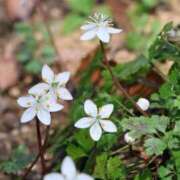 ヒメ日記 2025/02/19 22:47 投稿 かよ 吉原ファーストレディ