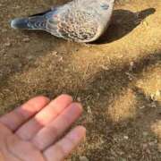 ヒメ日記 2025/02/20 18:46 投稿 かよ 吉原ファーストレディ