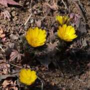 ヒメ日記 2025/02/21 09:50 投稿 かよ 吉原ファーストレディ