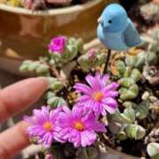 ヒメ日記 2025/02/23 16:27 投稿 かよ 吉原ファーストレディ