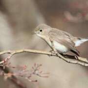 ヒメ日記 2025/02/26 20:22 投稿 かよ 吉原ファーストレディ